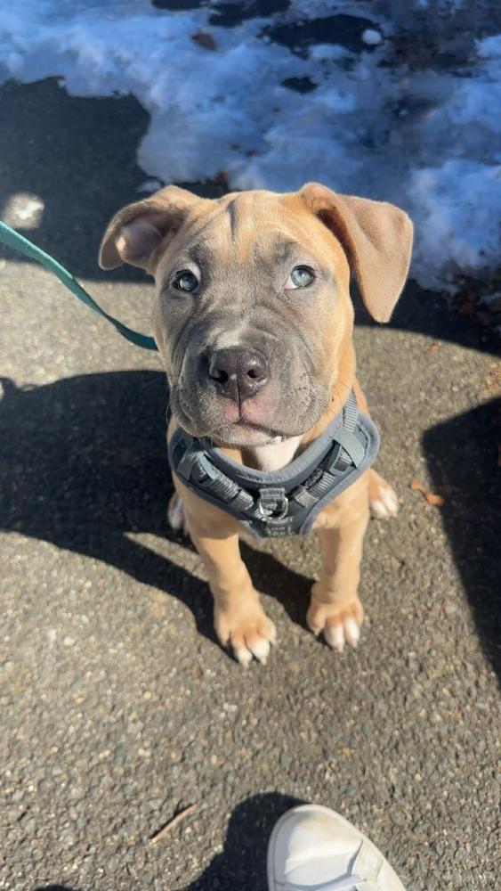 Paisley (FOSTERED LOCALLY), Adoptable, Puppy Female Cane Corso & Staffordshire Bull Terrier.