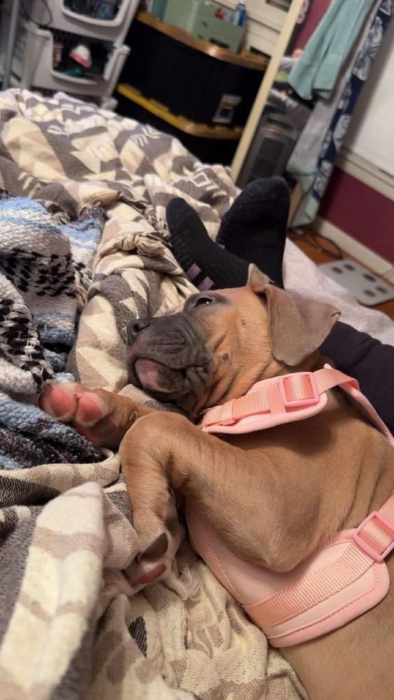 Enlarge Paisley (FOSTERED LOCALLY), a Adoptable mixed breed in Leverett, MA image 2/6