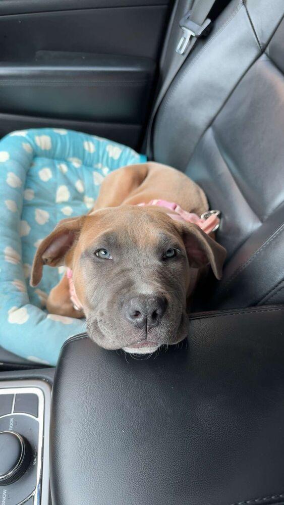 Enlarge Paisley (FOSTERED LOCALLY), a Adoptable mixed breed in Leverett, MA image 3/6