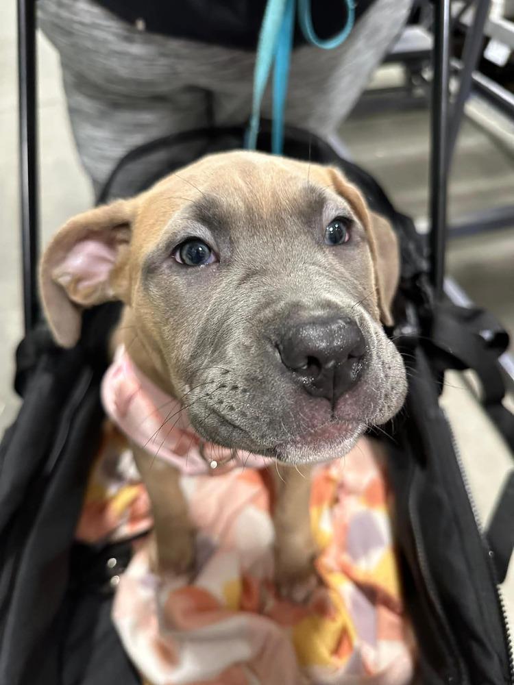 Enlarge Paisley (FOSTERED LOCALLY), a Adoptable mixed breed in Leverett, MA image 4/6