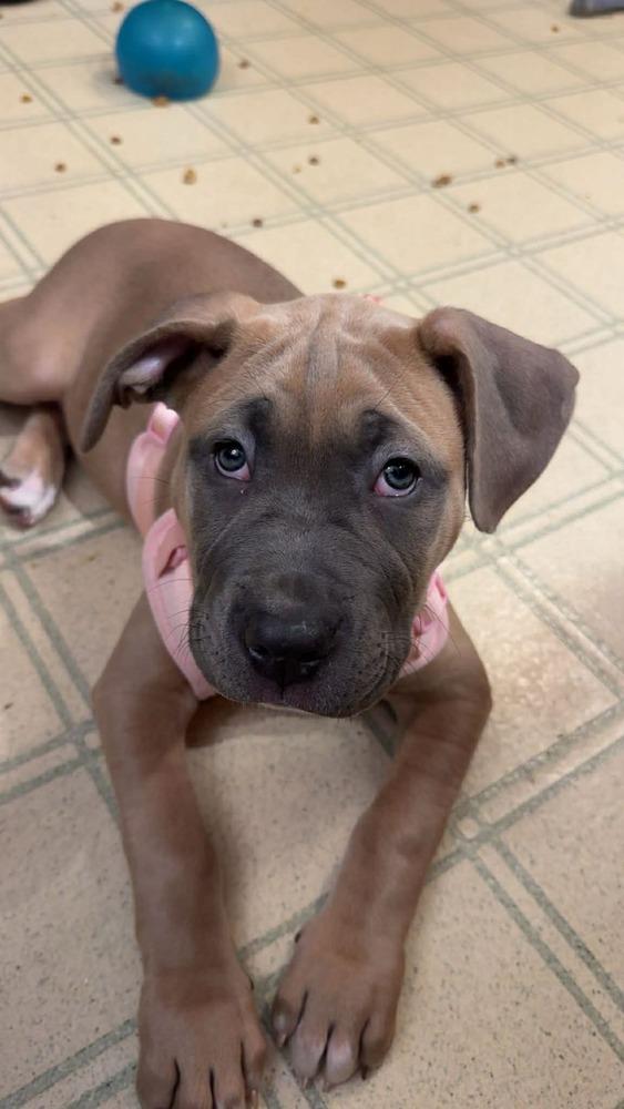 Enlarge Paisley (FOSTERED LOCALLY), a Adoptable mixed breed in Leverett, MA image 5/6