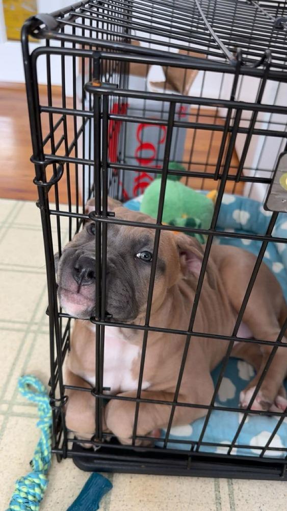 Enlarge Paisley (FOSTERED LOCALLY), a Adoptable mixed breed in Leverett, MA image 6/6