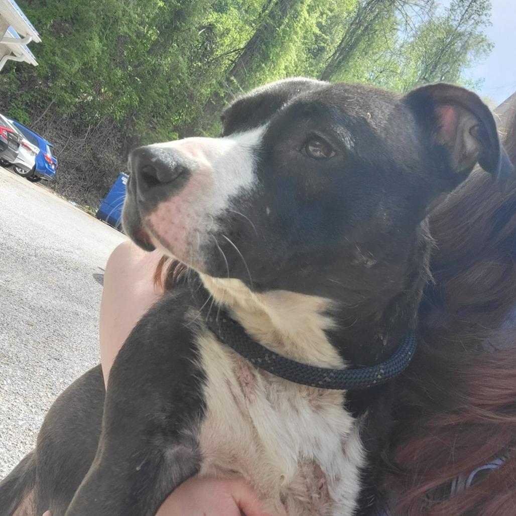 Enlarge Ava, a Adoptable Mixed Breed in Charleston, WV image 1/2