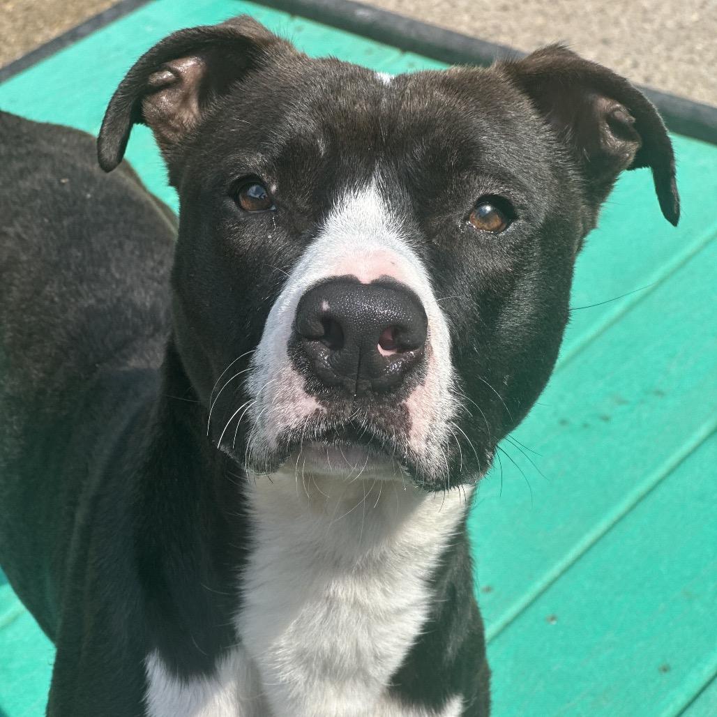 Enlarge Ava, a Adoptable Mixed Breed in Charleston, WV image 2/2