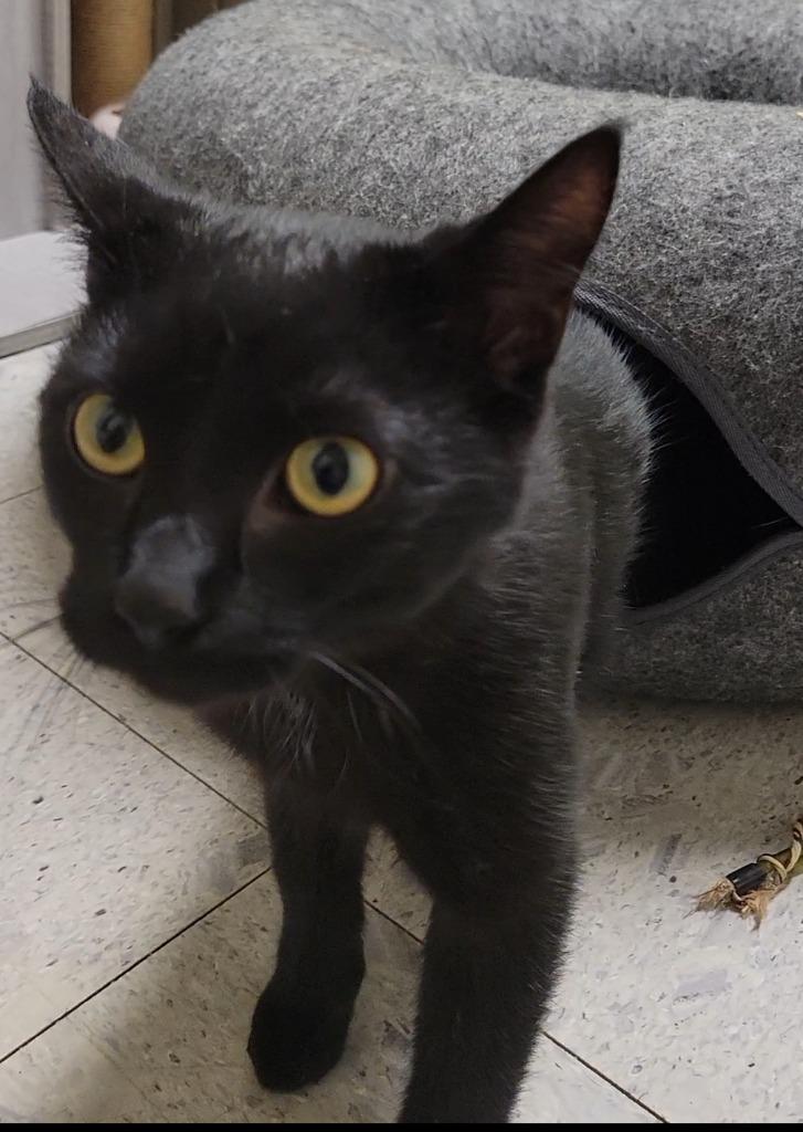 RUSSET, Adoptable, Young Male Domestic Short Hair.