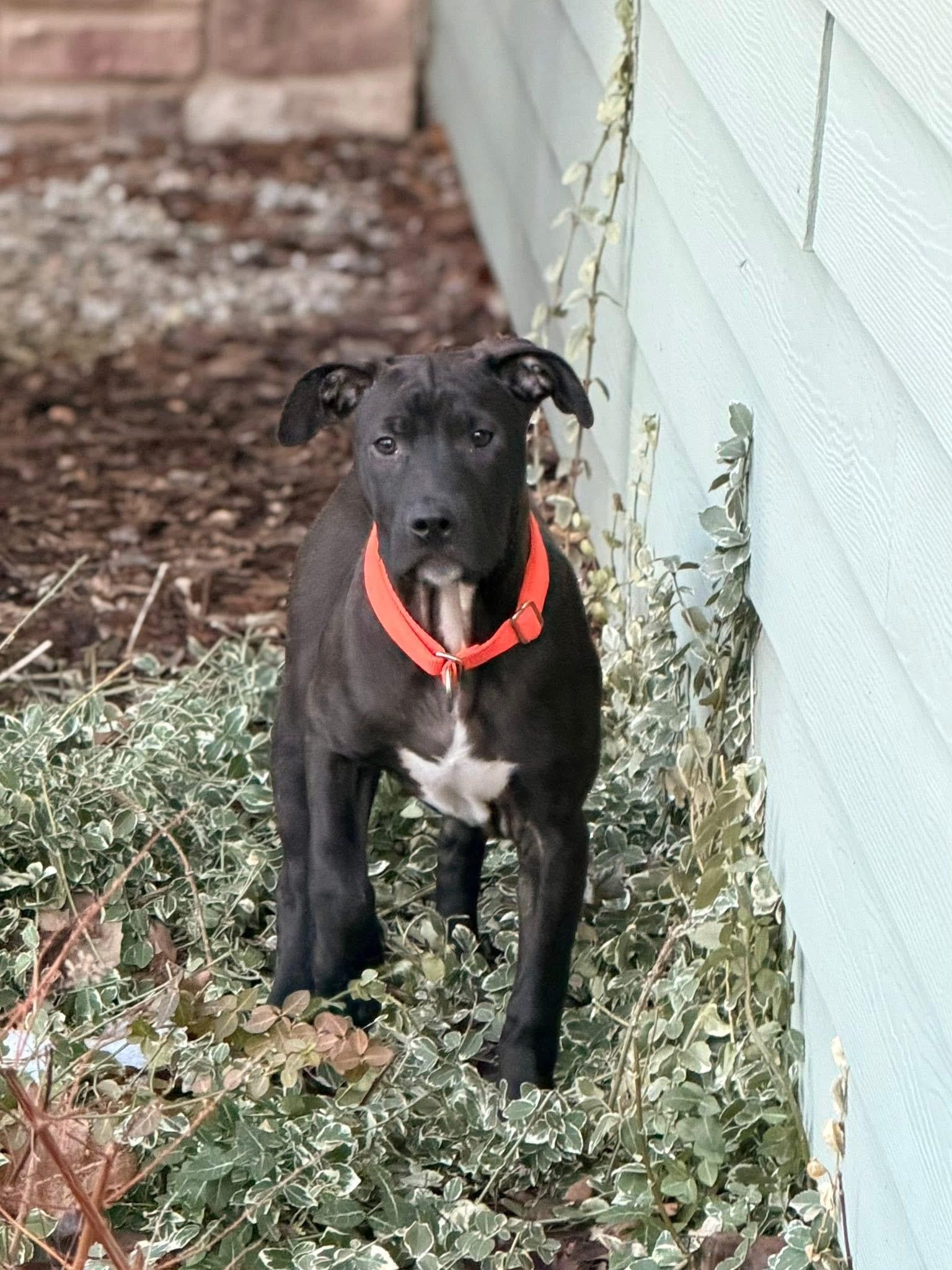 Enlarge Rolly the bully puppy, a Adoptable mixed breed in Muskego, WI image 2/6