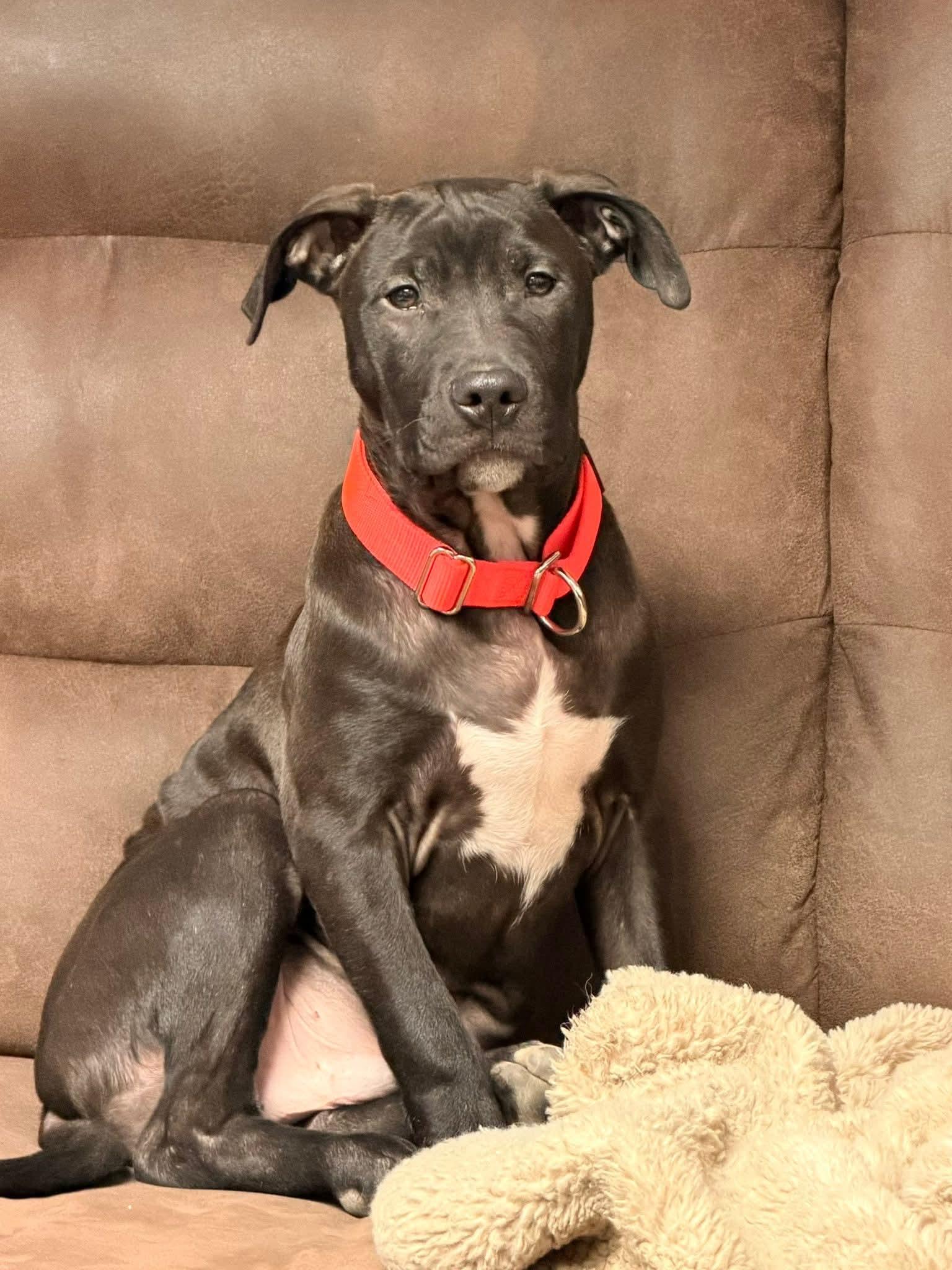 Enlarge Rolly the bully puppy, a Adoptable mixed breed in Muskego, WI image 3/6