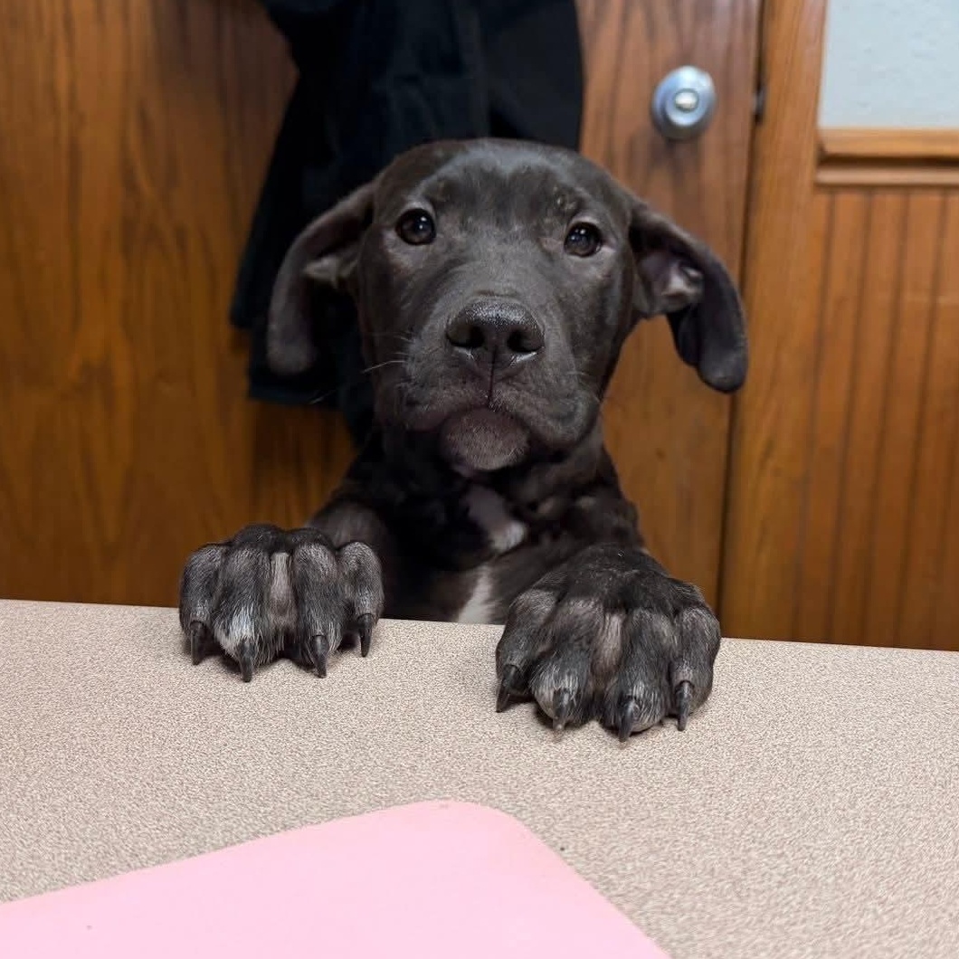 Enlarge Rolly the bully puppy, a Adoptable mixed breed in Muskego, WI image 4/6