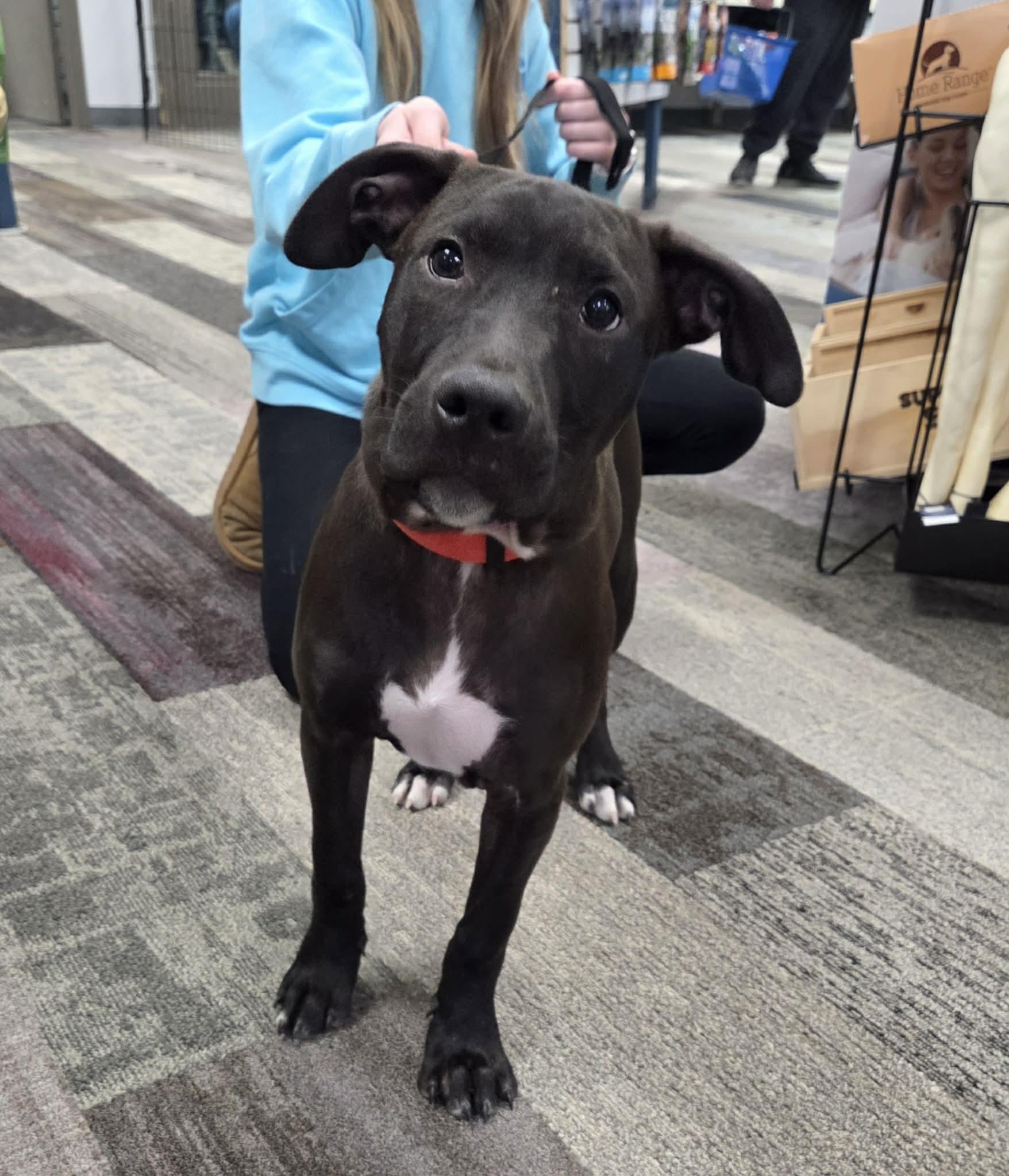 Rolly the bully puppy, Adoptable, Puppy Male Bulldog & American Staffordshire Terrier.