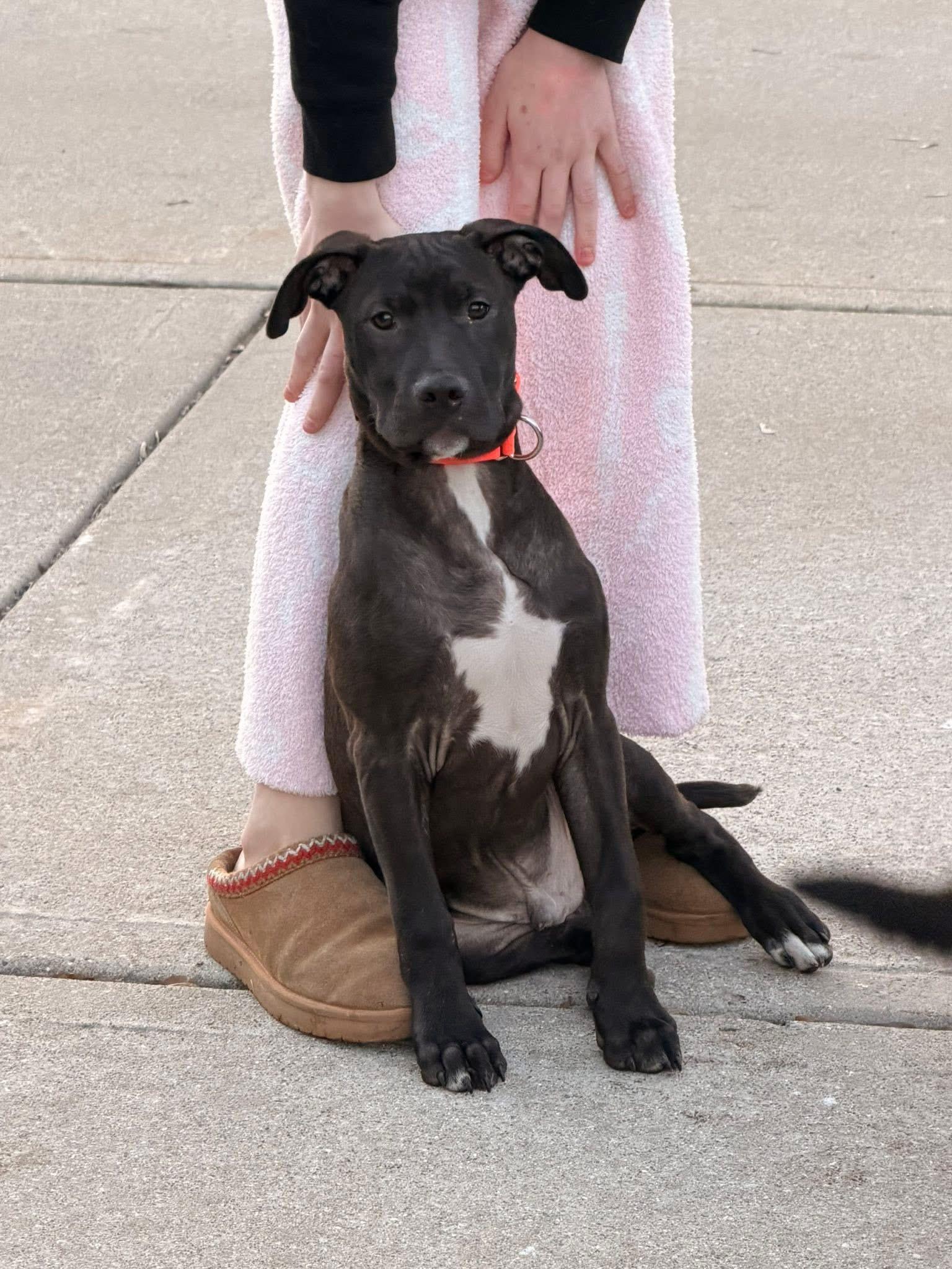 Enlarge Rolly the bully puppy, a Adoptable mixed breed in Muskego, WI image 1/6