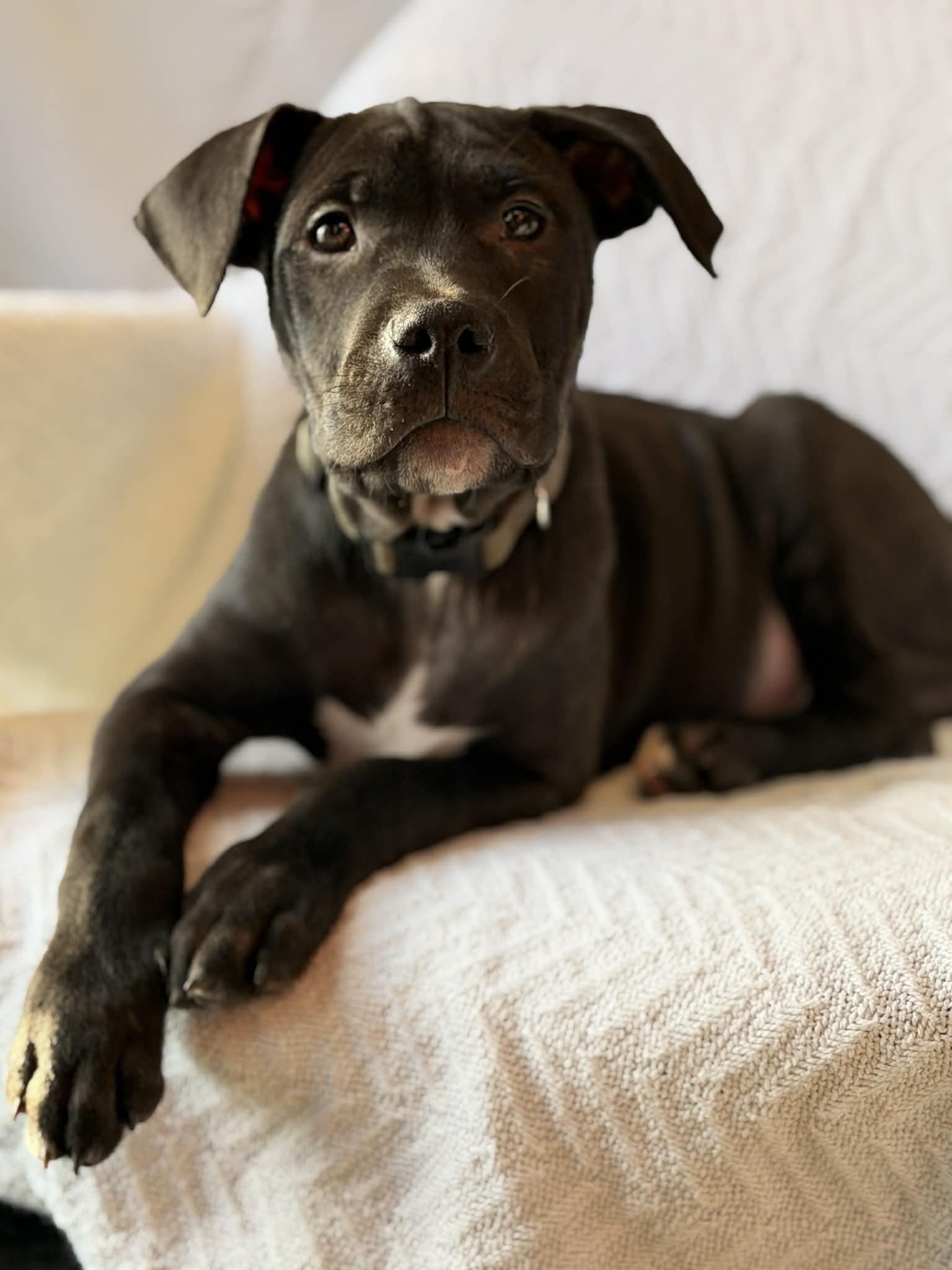 Enlarge Rolly the bully puppy, a Adoptable mixed breed in Muskego, WI image 1/6