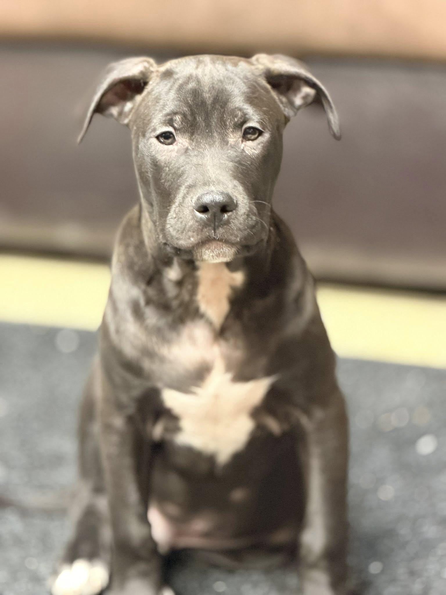 Enlarge Rolly the bully puppy, a Adoptable mixed breed in Muskego, WI image 6/6