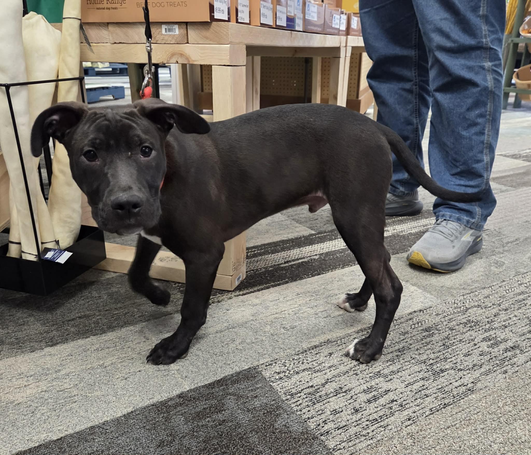Enlarge Rolly the bully puppy, a Adoptable mixed breed in Muskego, WI image 4/6