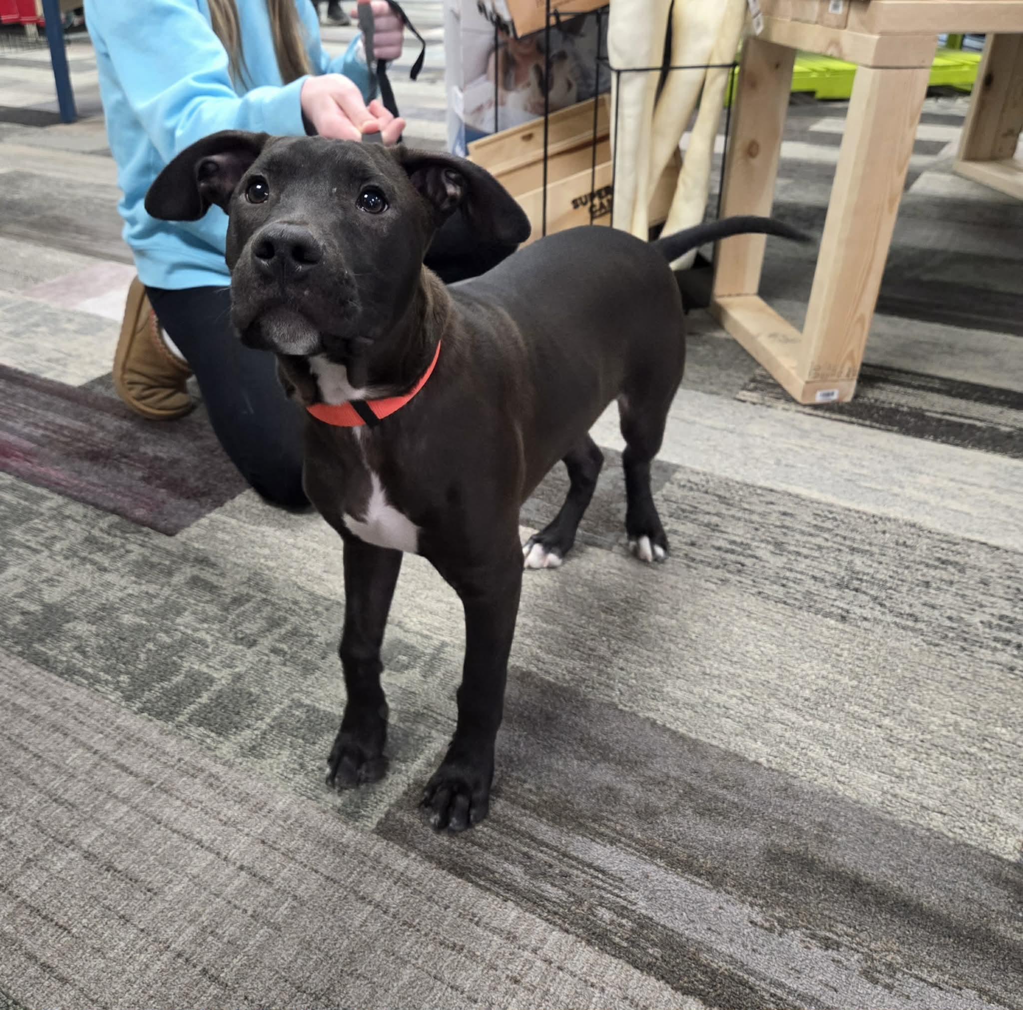 Enlarge Rolly the bully puppy, a Adoptable mixed breed in Muskego, WI image 5/6