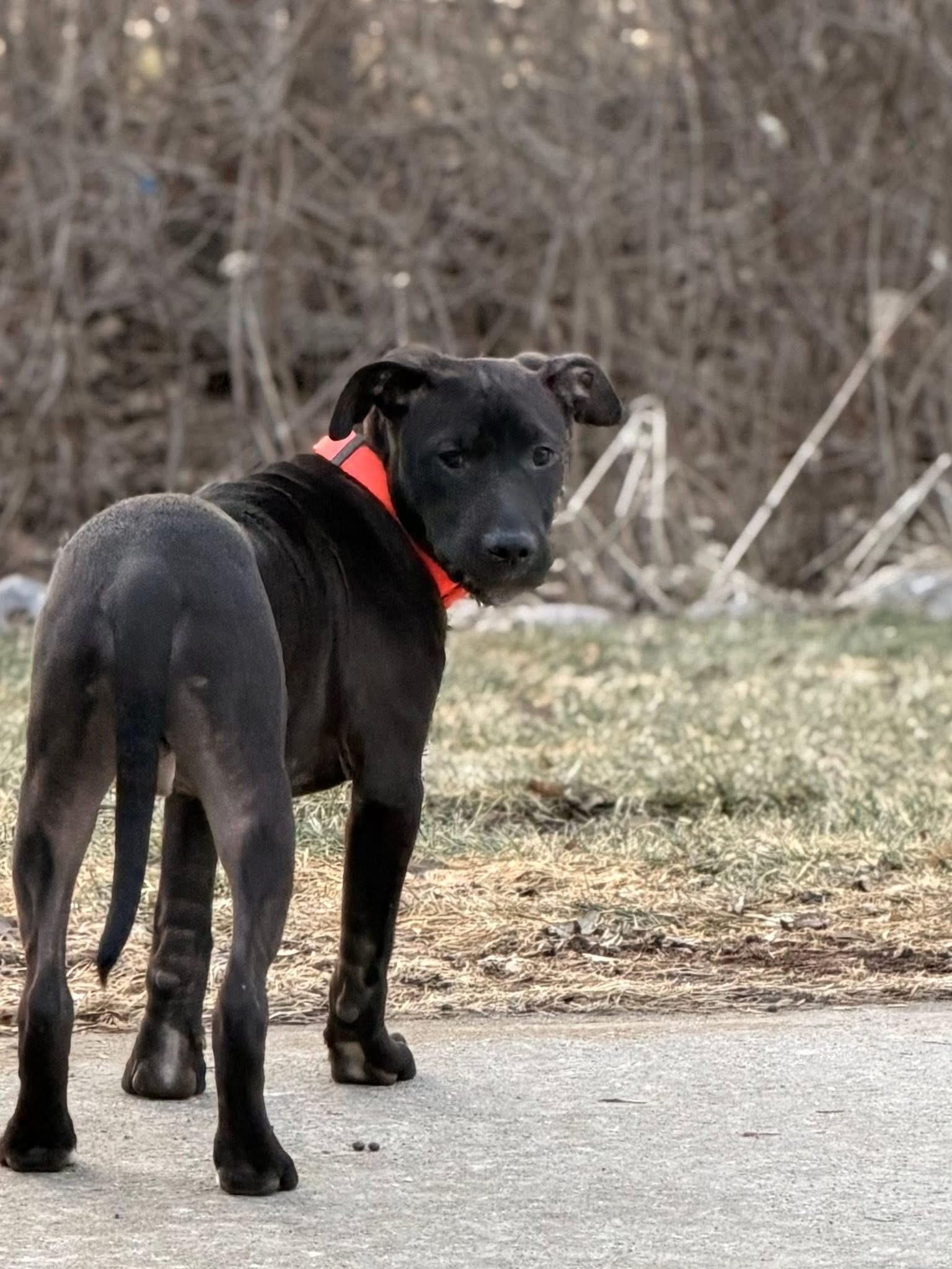 Enlarge Rolly the bully puppy, a Adoptable mixed breed in Muskego, WI image 6/6