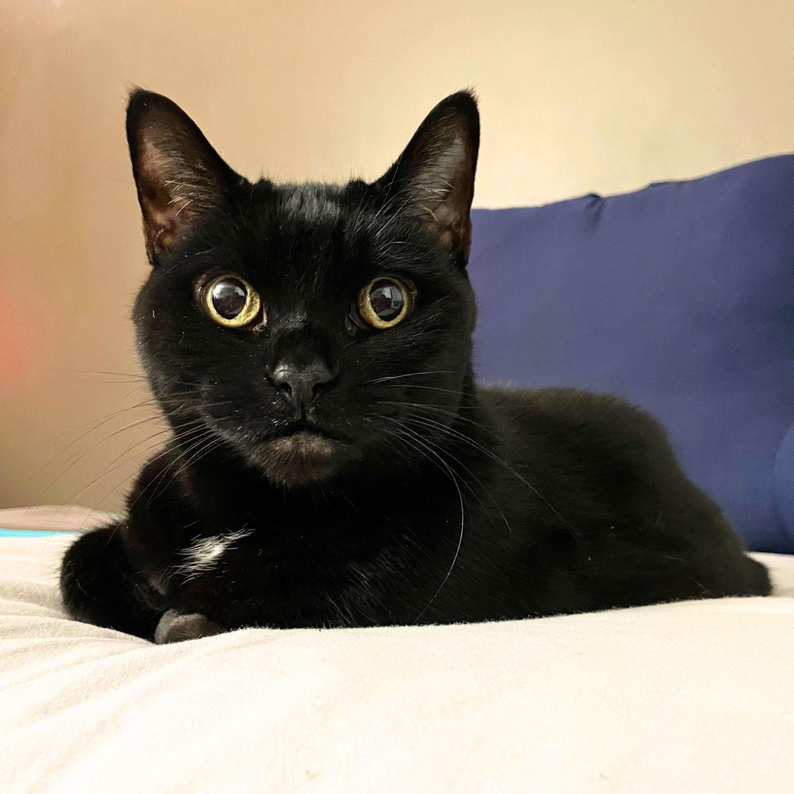Delulu, Adoptable, Adult Female Domestic Short Hair.