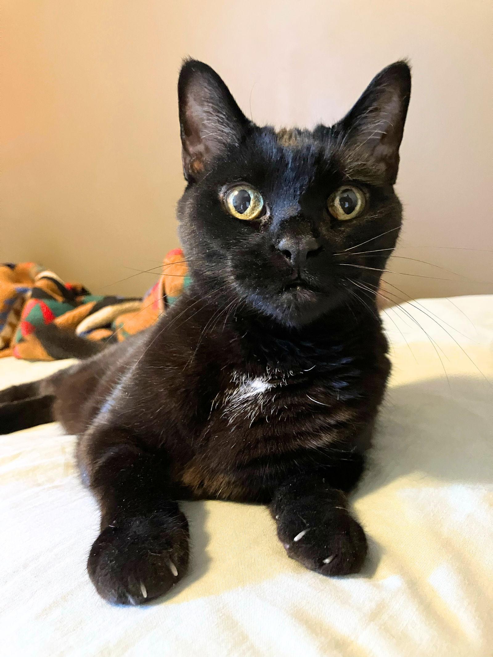 Delulu, a Adoptable Domestic Short Hair in Brooklyn, NY image 2/3