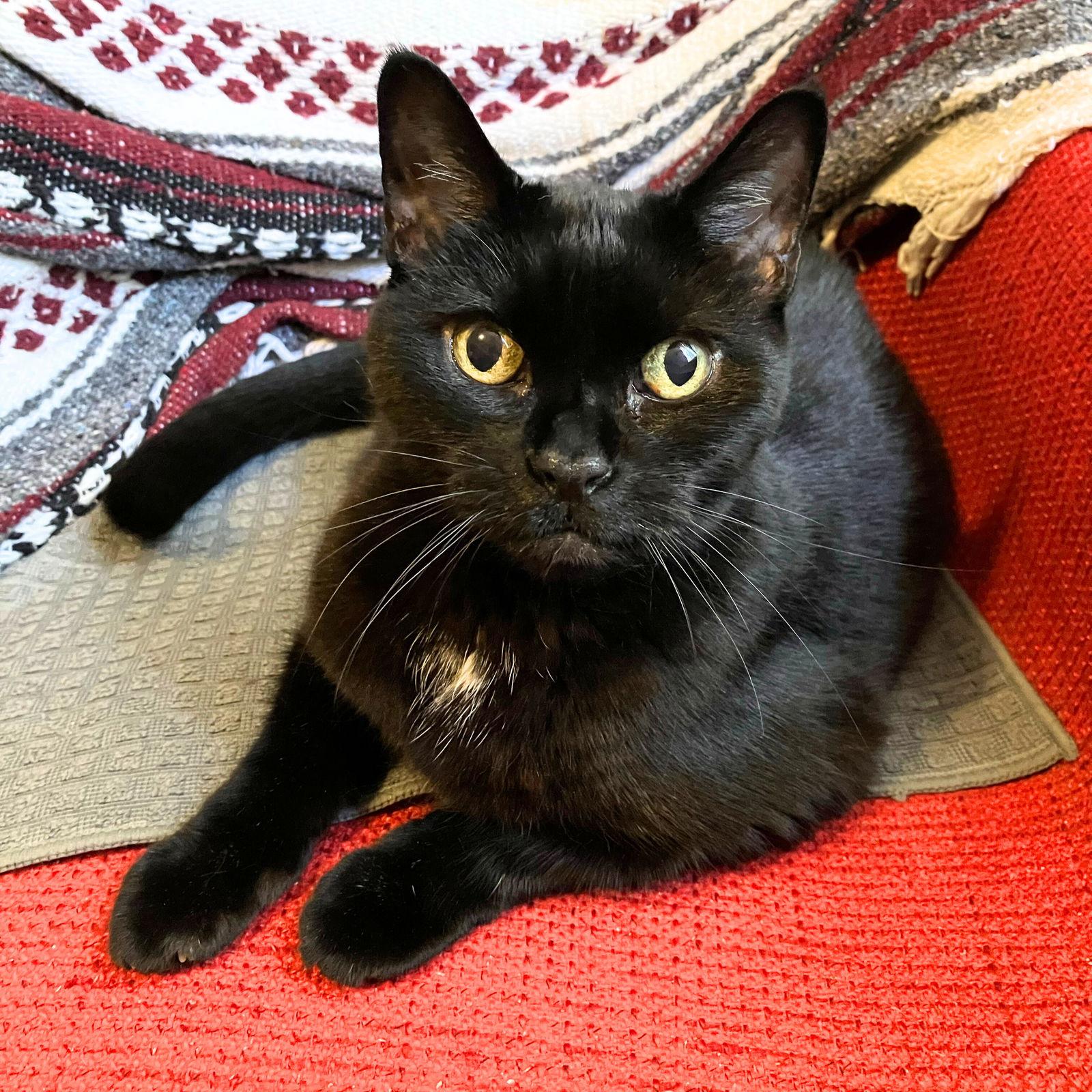 Delulu, a Adoptable Domestic Short Hair in Brooklyn, NY image 3/3