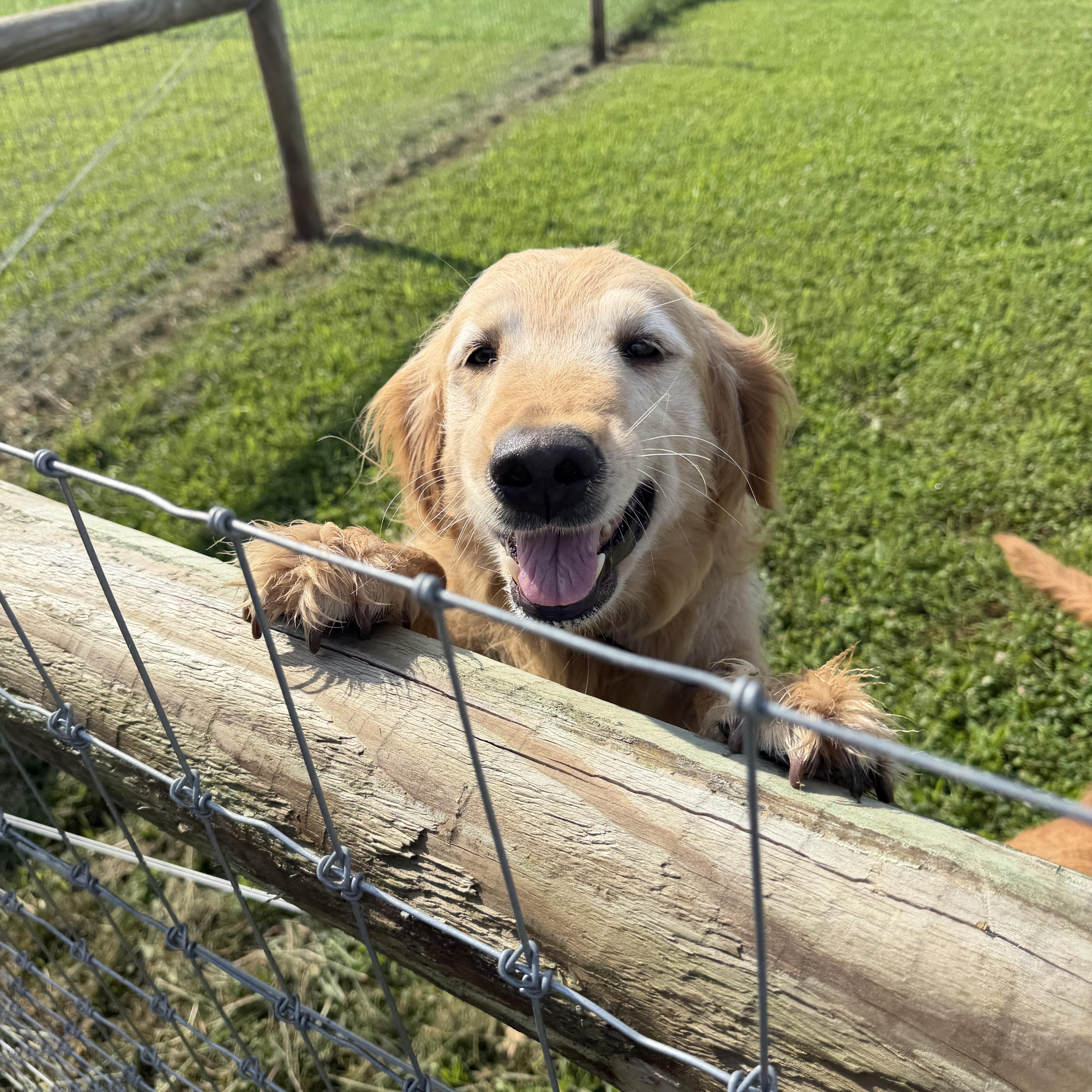 Enlarge Addy and Faye, an adopted Golden Retriever in Alliance, OH image 2/2