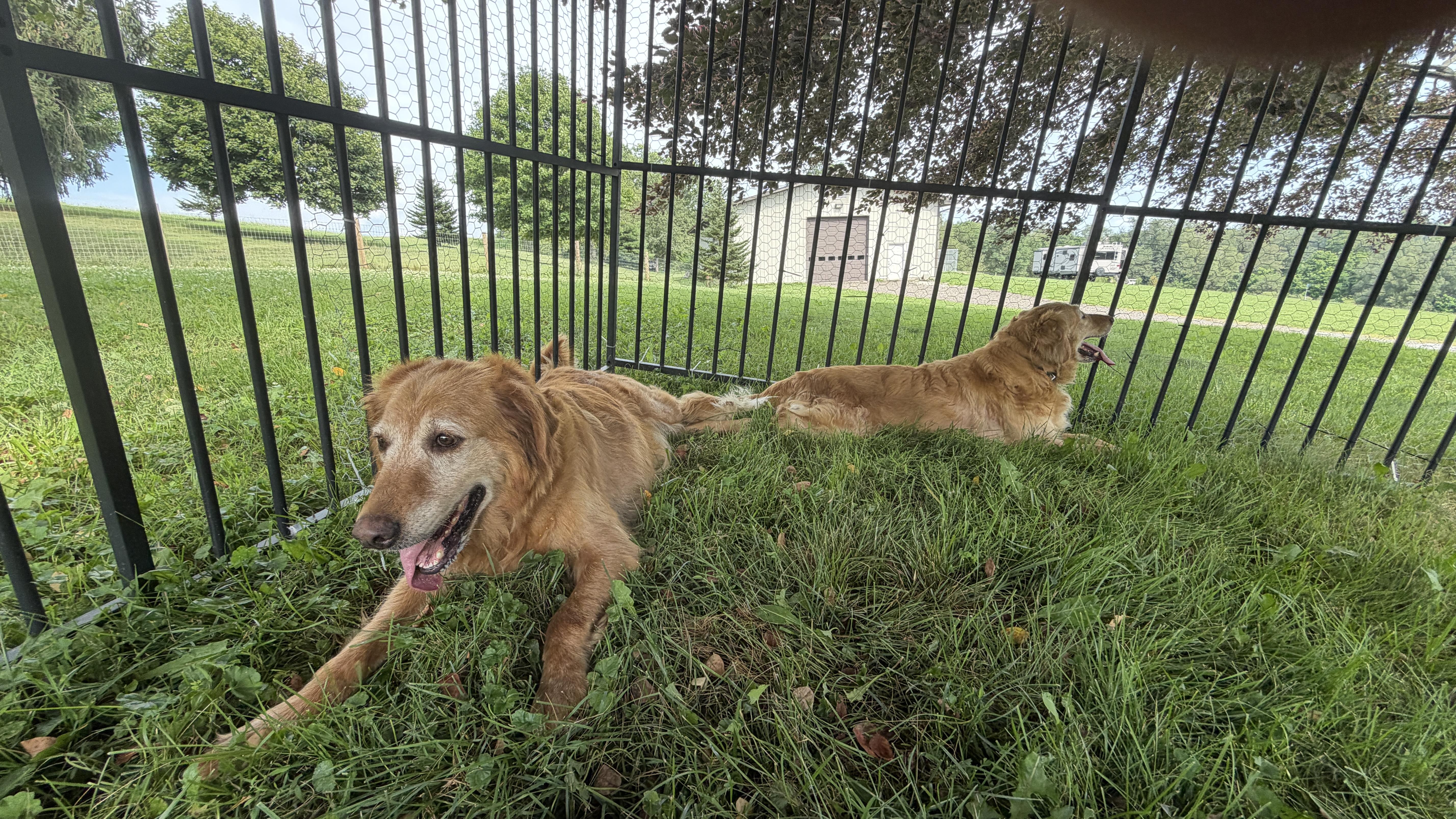 Addy and Faye, adopted, Adult Female Golden Retriever.