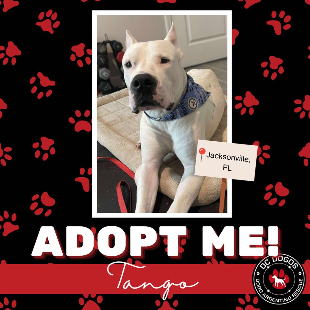 Tango, ADOPTABLE, Adult Male Dogo Argentino.