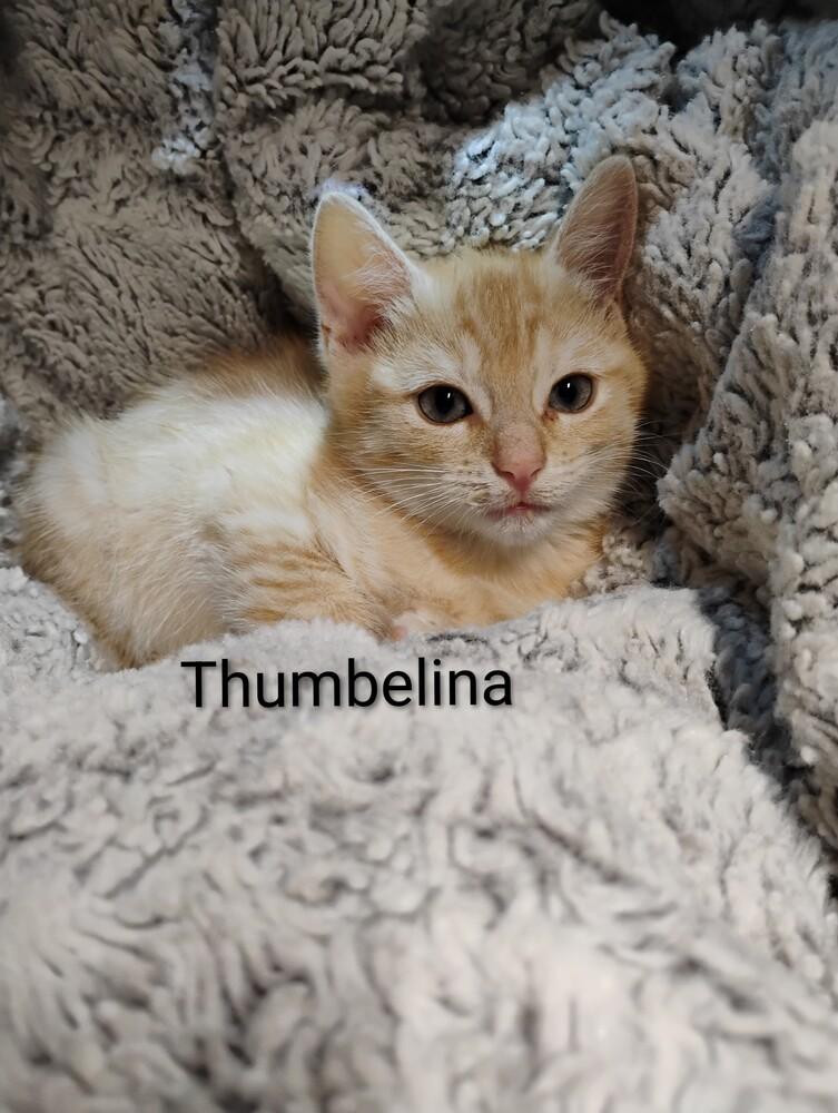 Enlarge Thumbelina, a Adoptable Domestic Short Hair in Oak Park, MI image 1/1