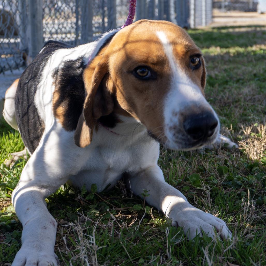 Buckshot thumbnail 2