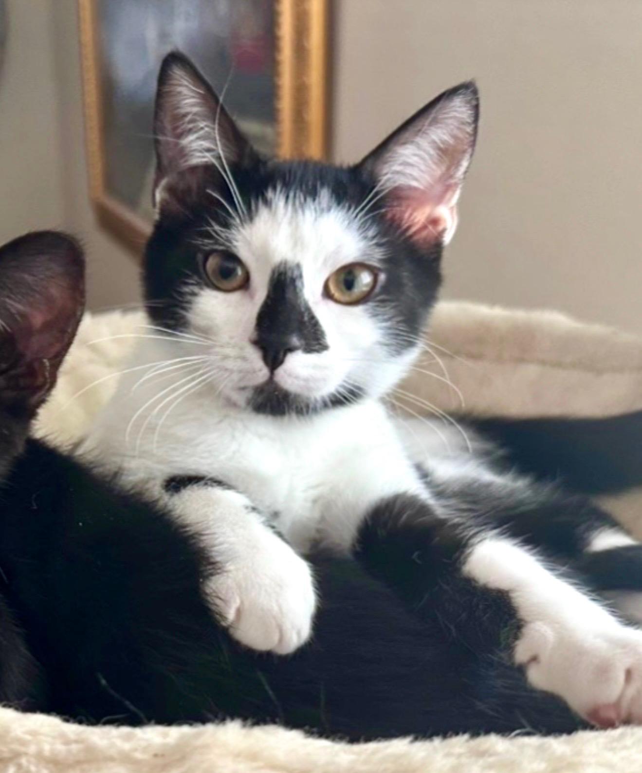 Jelly, Adoptable, Young Female Domestic Short Hair.