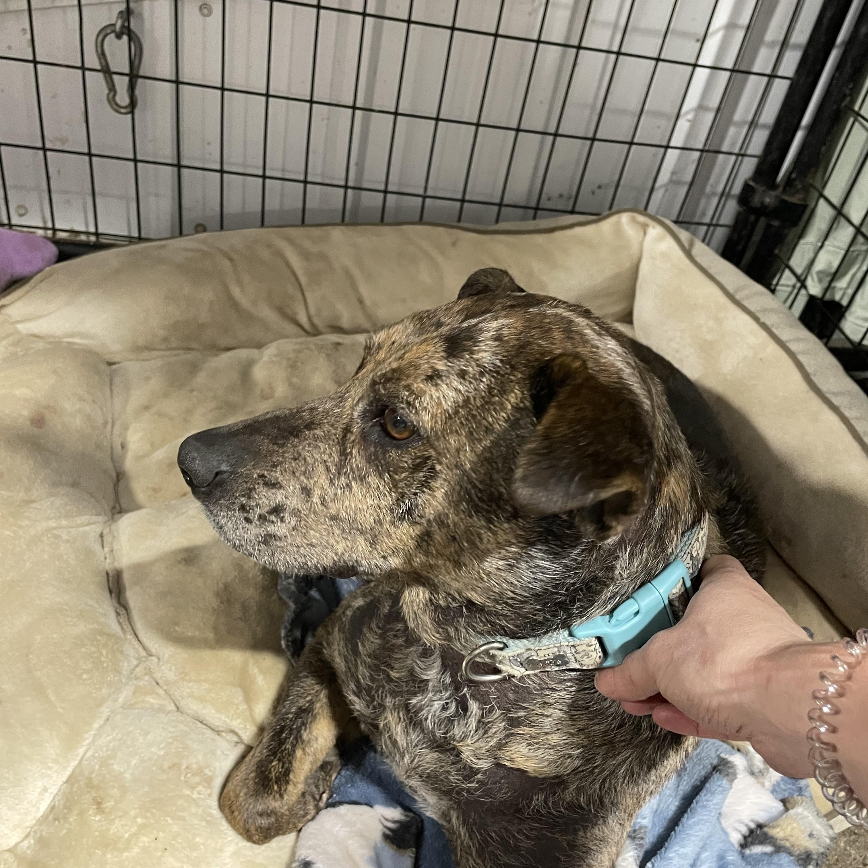 Rosanna, an adoptable Australian Cattle Dog / Blue Heeler in Le Mars, IA, 51031 | Photo Image 5