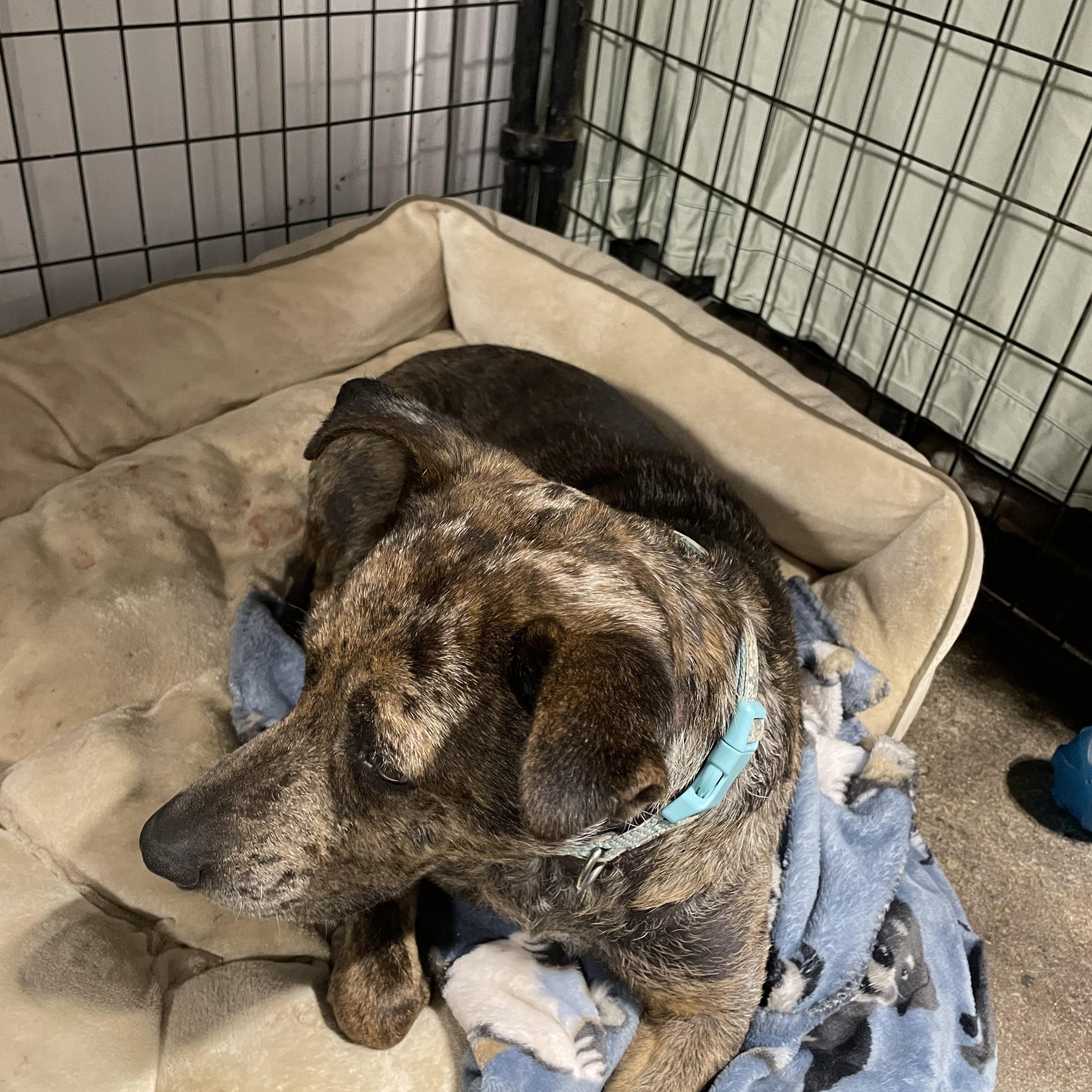 Rosanna, an adoptable Australian Cattle Dog / Blue Heeler in Le Mars, IA, 51031 | Photo Image 4