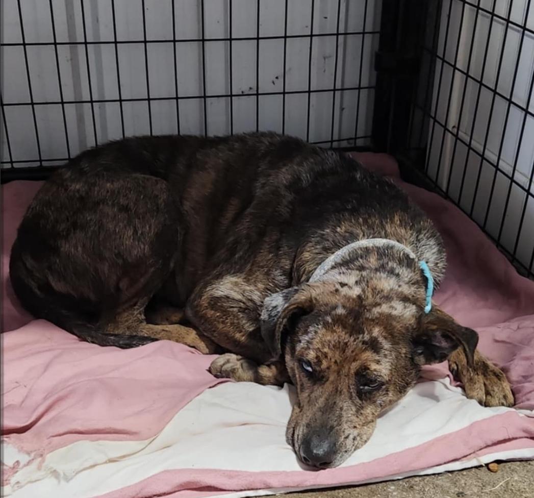 Rosanna, an adoptable Australian Cattle Dog / Blue Heeler in Le Mars, IA, 51031 | Photo Image 2