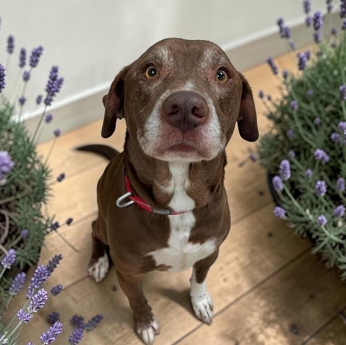 Enlarge Keith, a Adoptable mixed breed in Elyria, OH image 1/5