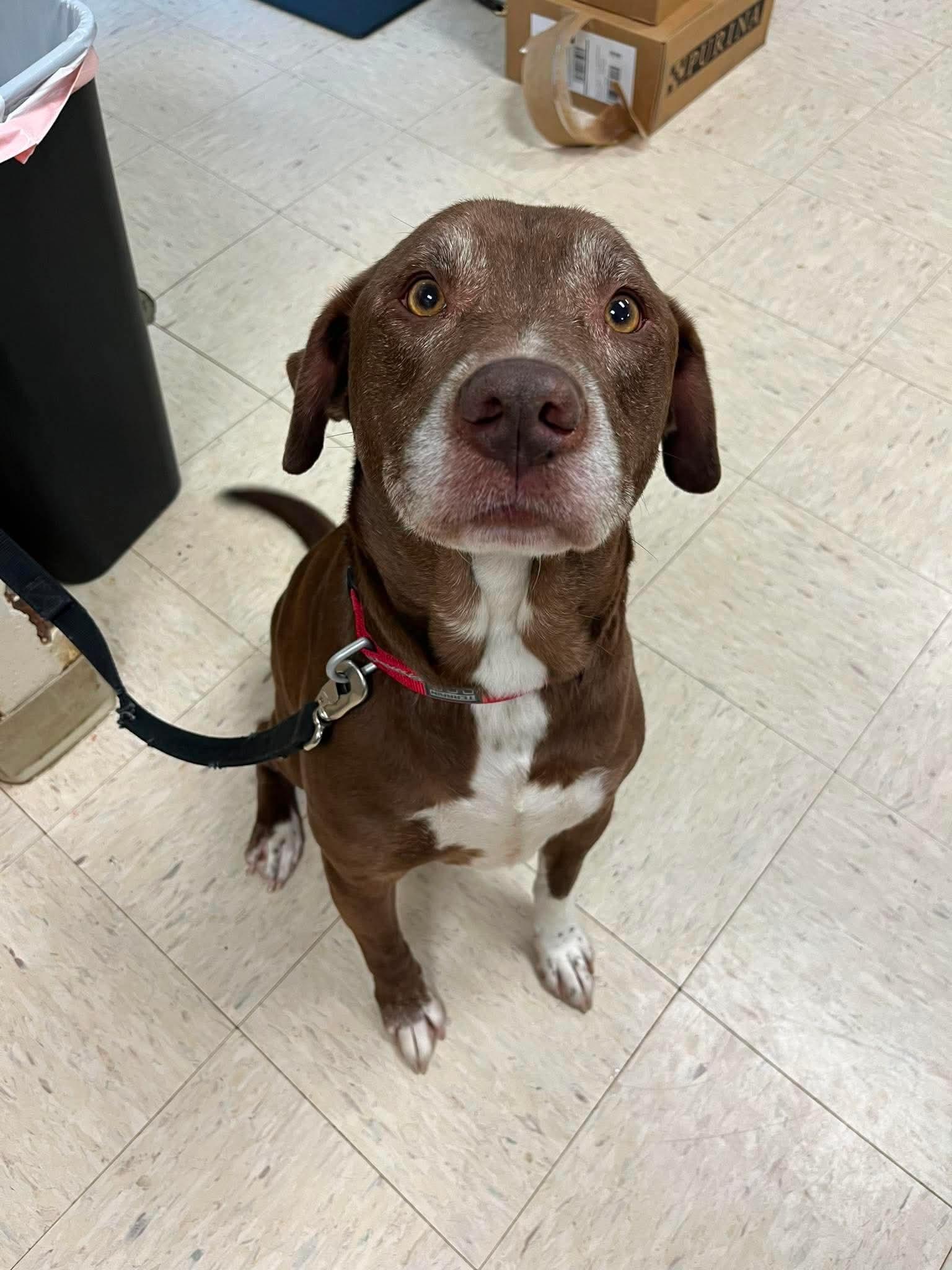 Enlarge Keith, a Adoptable mixed breed in Elyria, OH image 4/5