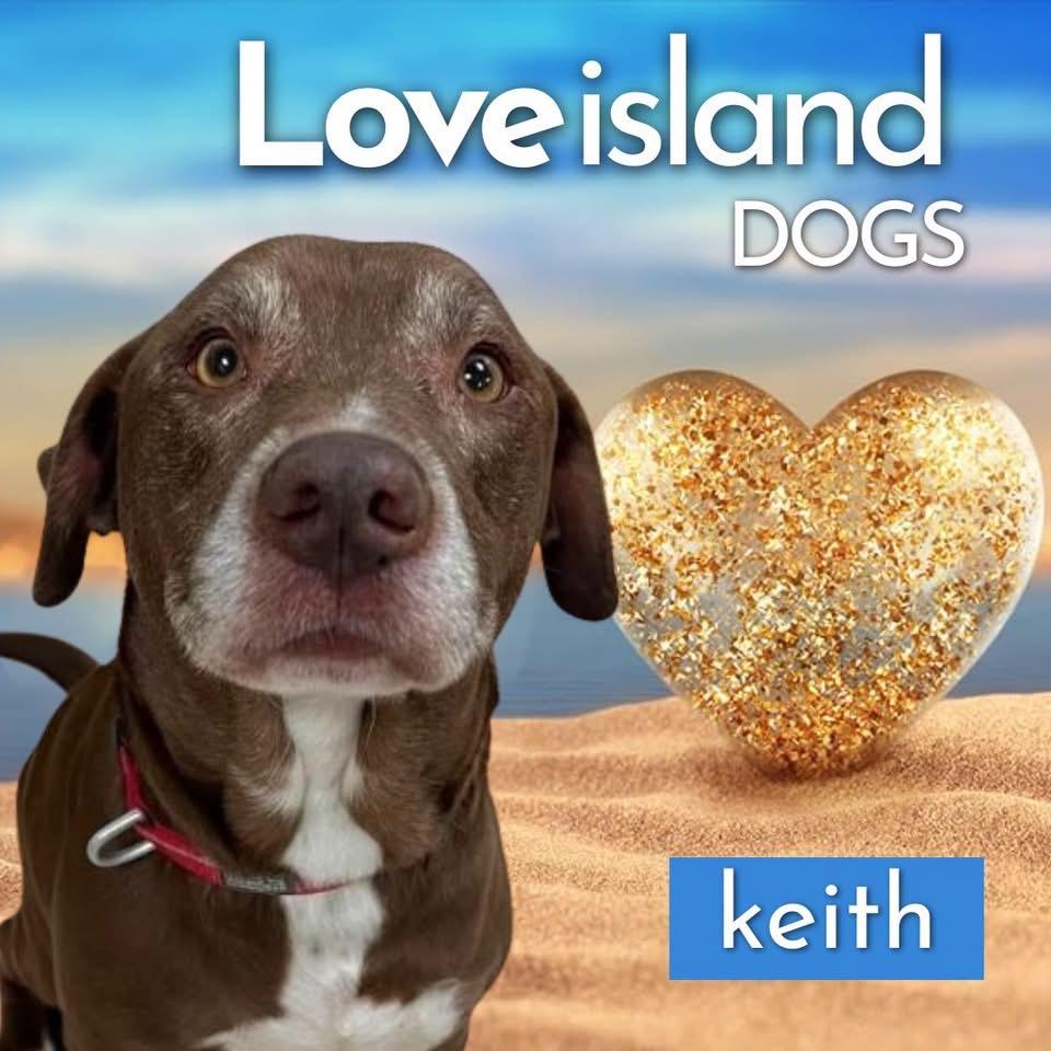 Keith, Adoptable, Senior Male Retriever.