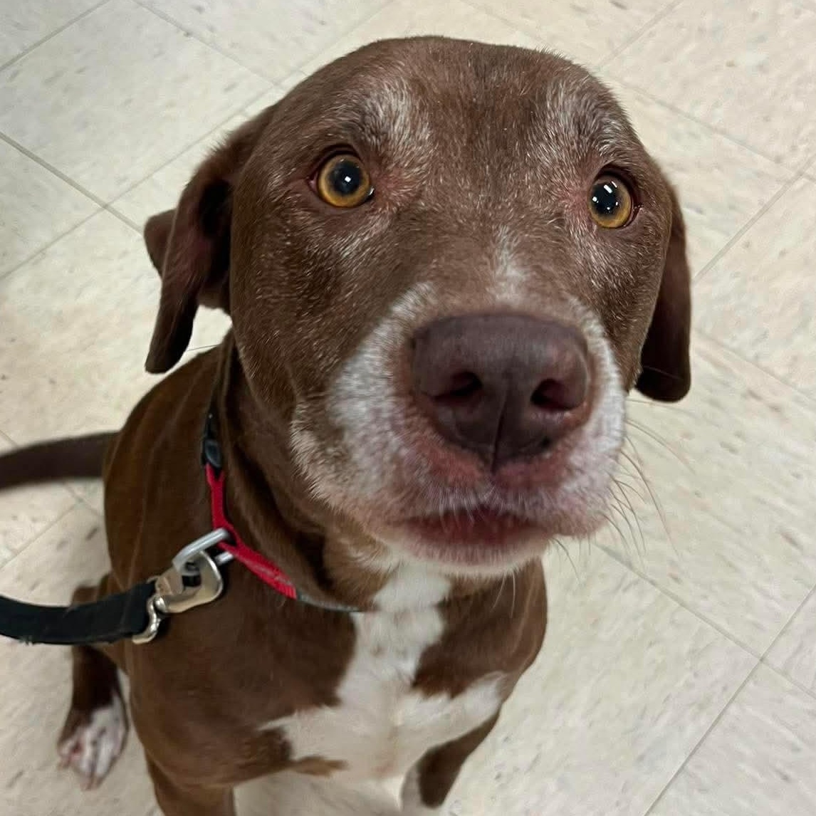 Enlarge Keith, a Adoptable mixed breed in Elyria, OH image 3/5
