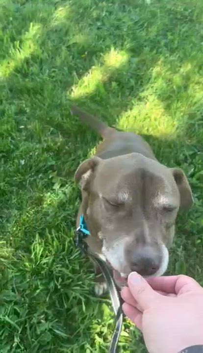 Enlarge Keith, a Adoptable mixed breed in Elyria, OH video 5/5