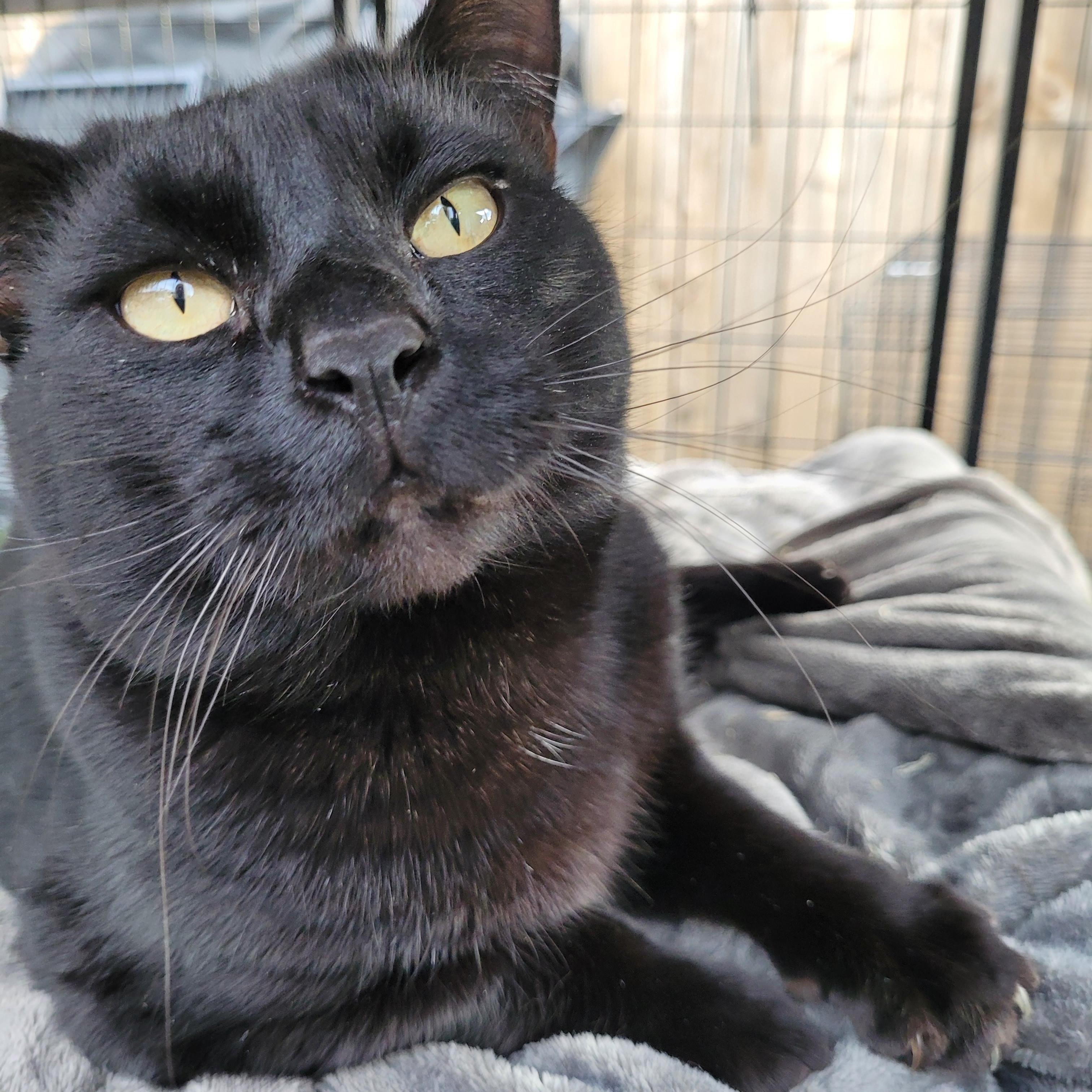Enlarge Robin, a ADOPTABLE Domestic Medium Hair in Pendleton, OR image 3/3