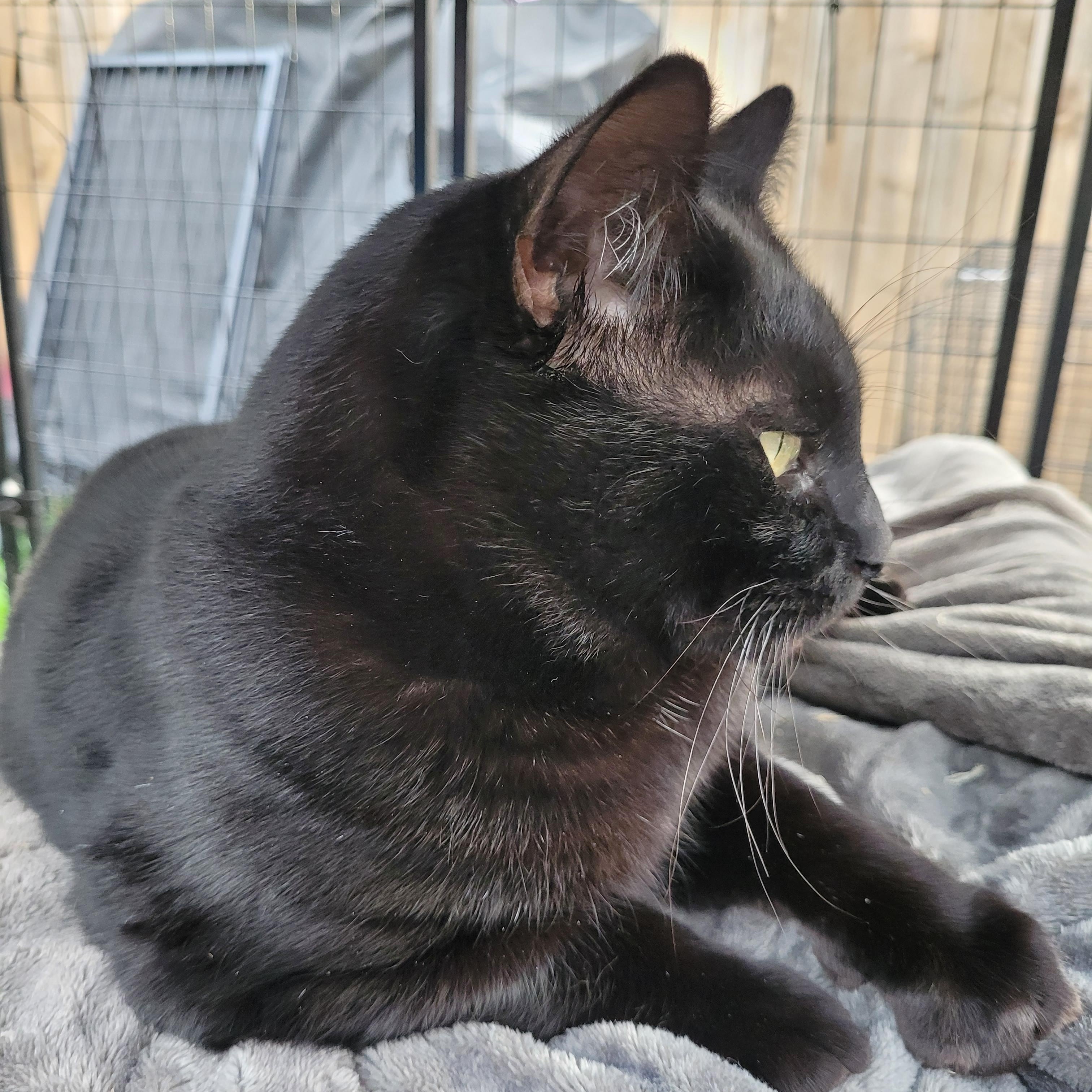 Robin, ADOPTABLE, Adult Male Domestic Medium Hair.