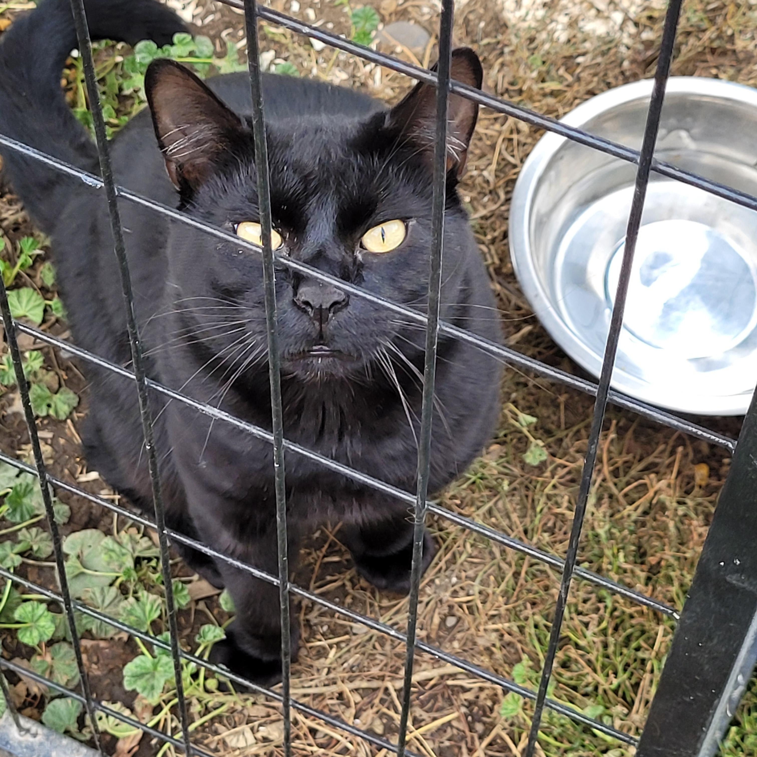 Enlarge Robin, a ADOPTABLE Domestic Medium Hair in Pendleton, OR image 2/3