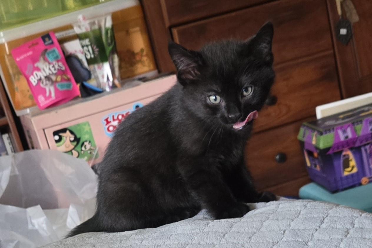 Enlarge Dennis, a ADOPTABLE Domestic Short Hair in Milwaukee, WI image 3/5