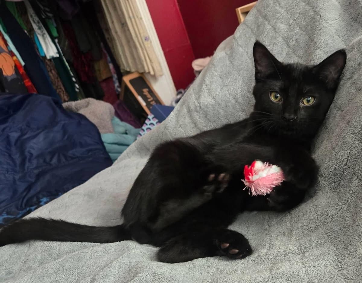 Enlarge Dennis, a ADOPTABLE Domestic Short Hair in Milwaukee, WI image 6/6