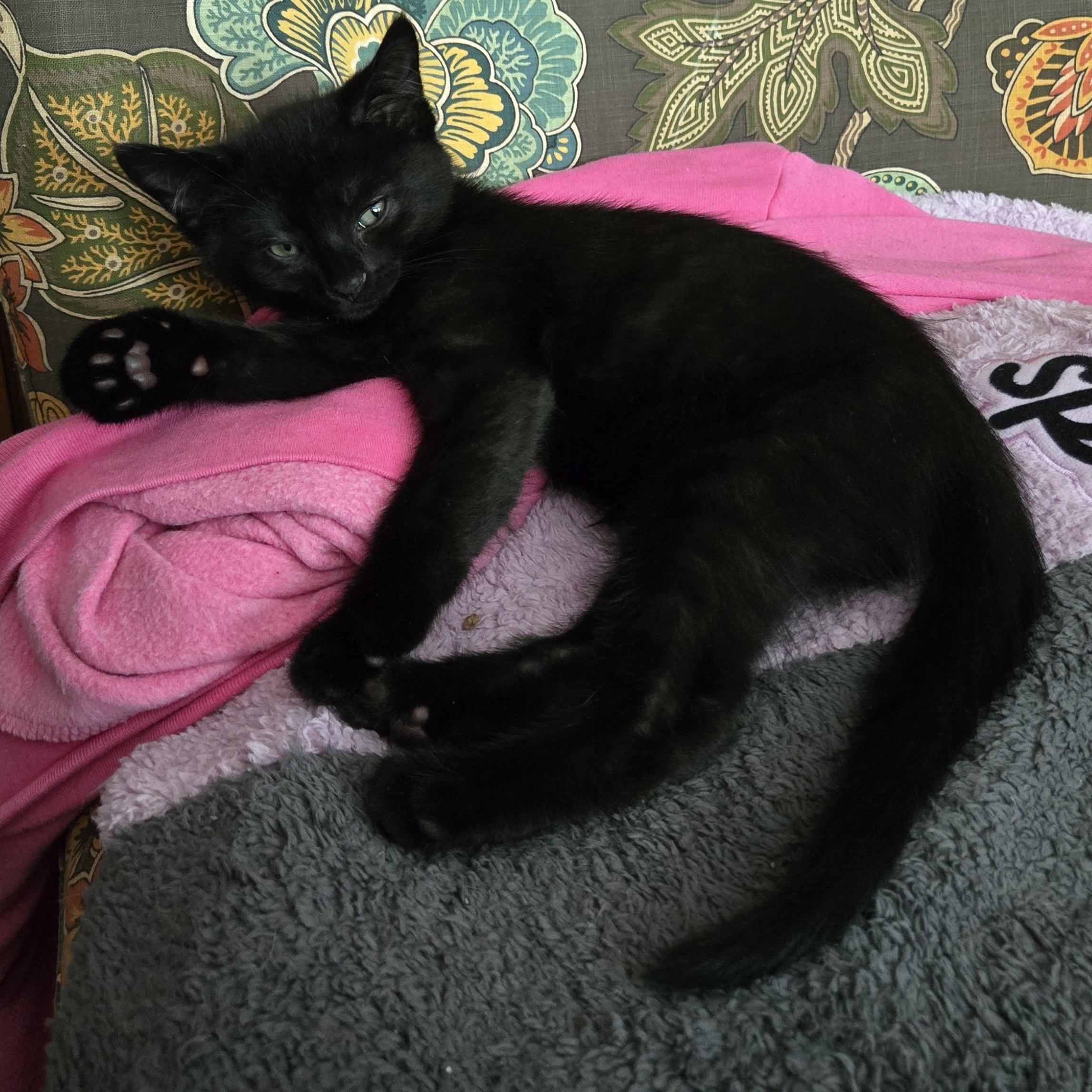 Enlarge Dennis, a ADOPTABLE Domestic Short Hair in Milwaukee, WI image 2/5