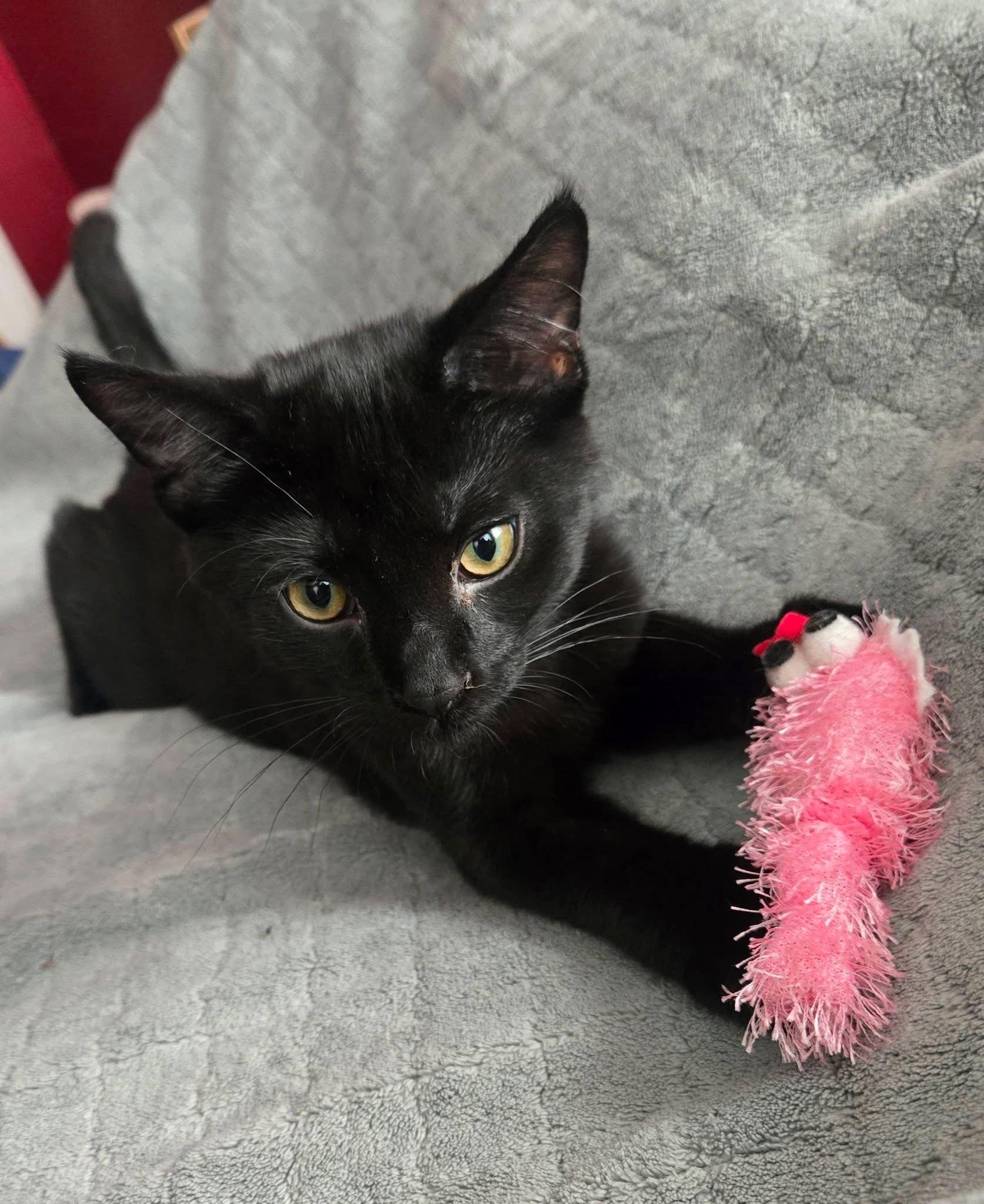 Enlarge Dennis, a ADOPTABLE Domestic Short Hair in Milwaukee, WI image 1/6