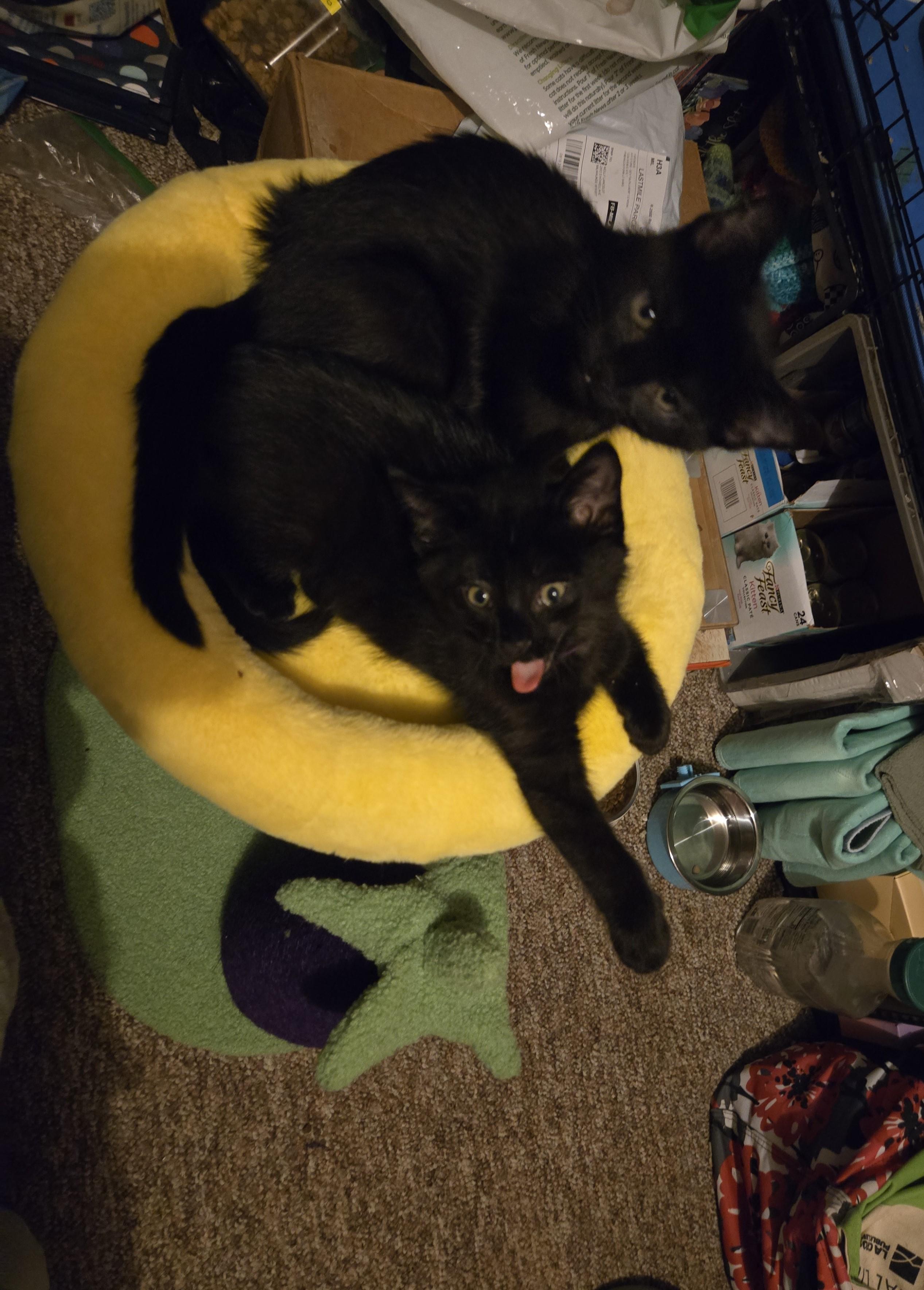 Enlarge Dennis, a ADOPTABLE Domestic Short Hair in Milwaukee, WI image 4/5