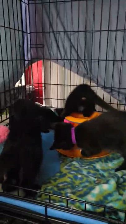 Enlarge Dennis, a ADOPTABLE Domestic Short Hair in Milwaukee, WI video 5/5