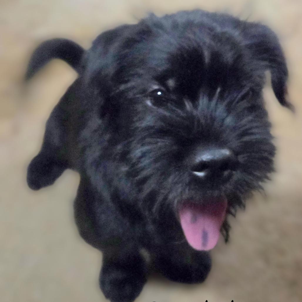 Ricky, a Adoptable Giant Schnauzer in Loves Park, IL image 1/2