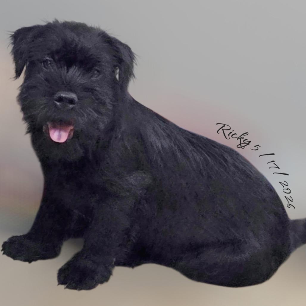 Ricky, a Adoptable Giant Schnauzer in Loves Park, IL image 2/2