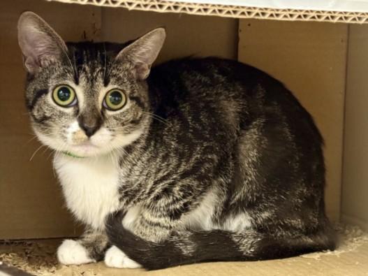 REBECCA, Adoptable, Young Female Domestic Short Hair.