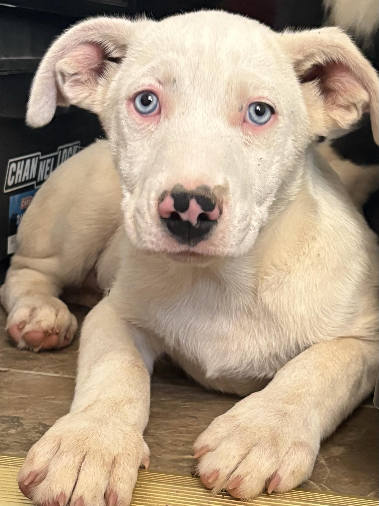 Gambit, Young Male Catahoula Leopard Dog