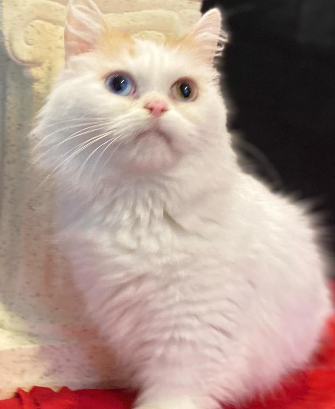 Sailor, Adopted, Adult Female Munchkin.